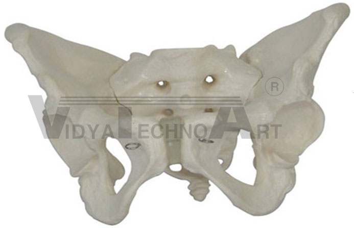 Adult female pelvis